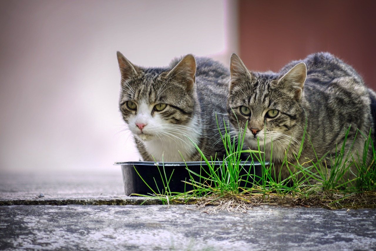 Cat Food Subscription: 2 of 5 Cut Every Order 10% – Not Just Box One