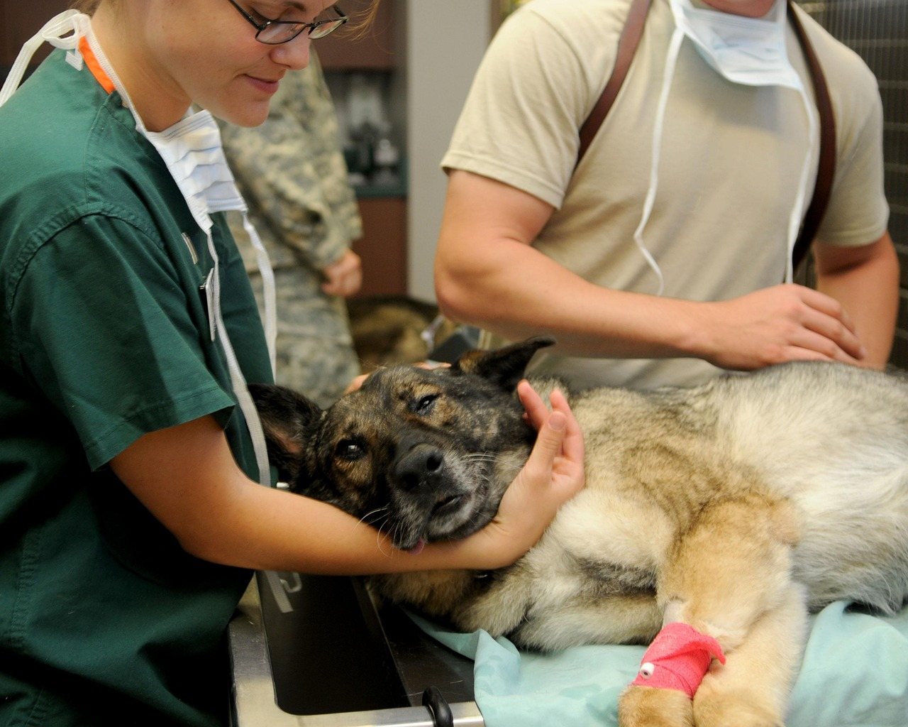 Dog Owners: How Much Is Pet Insurance for Dogs? $749.28 to $836 a Year