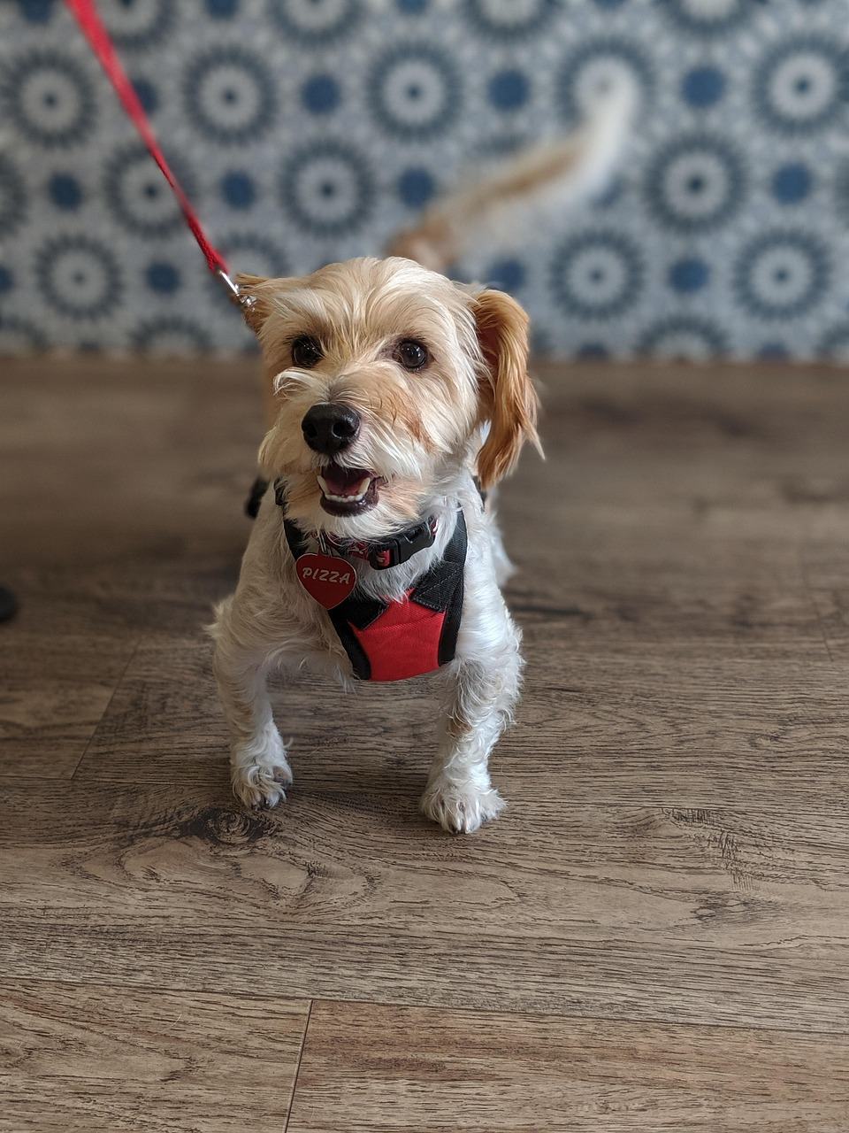 Is Pet Insurance Worth It for Dogs? Do This Math Before You Pay $840
