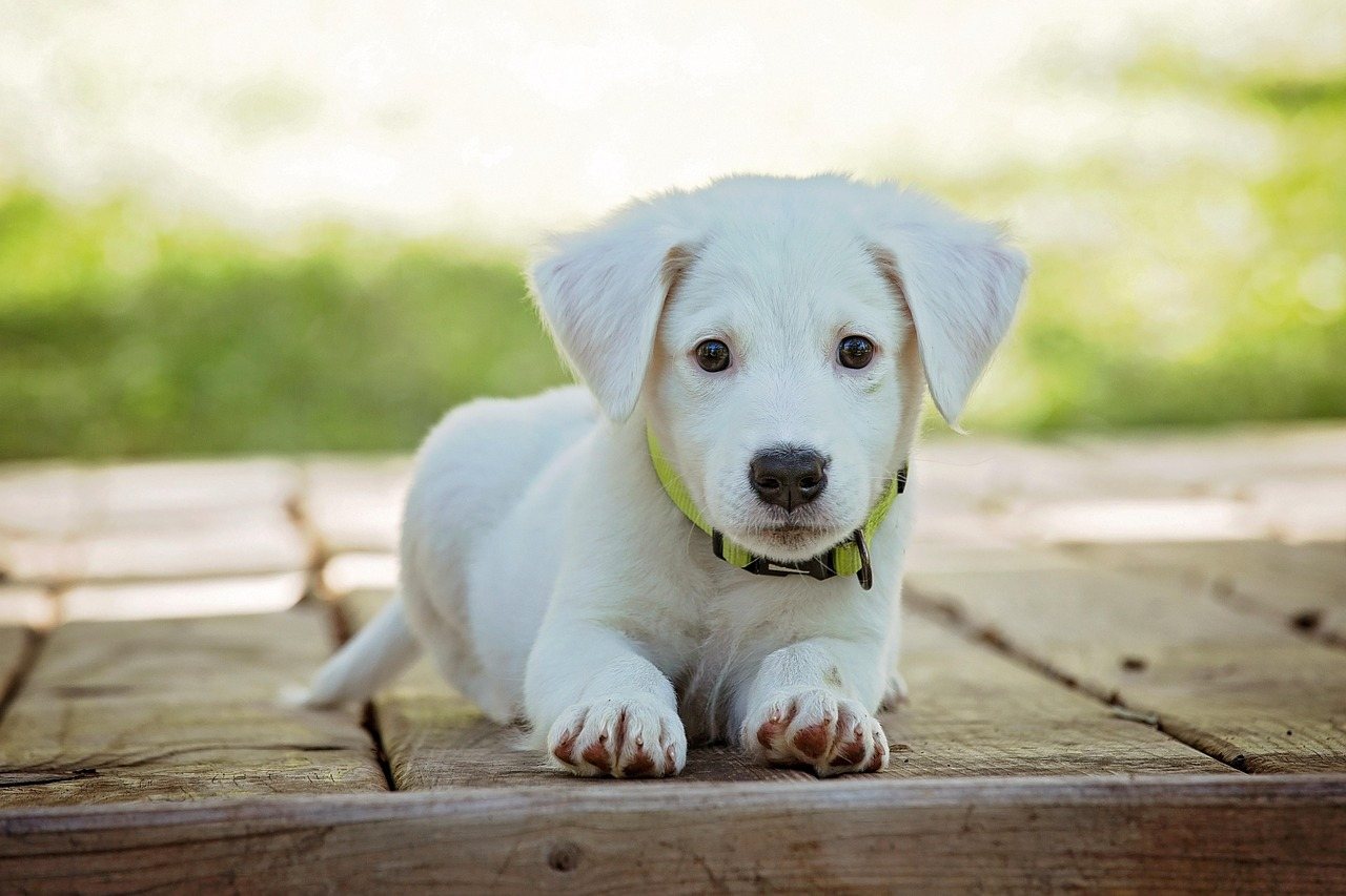 Low Cost Flea Treatment for Dogs: A $210 Shot Can Save $78 a Year